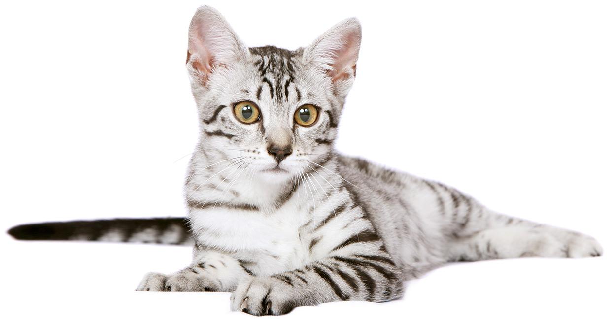 Cat ARDeFqhkl