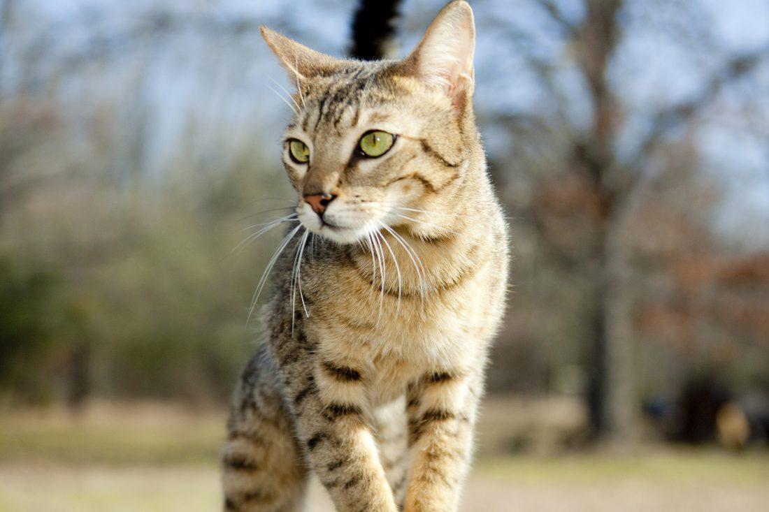 Cat A_G4pf_T3
