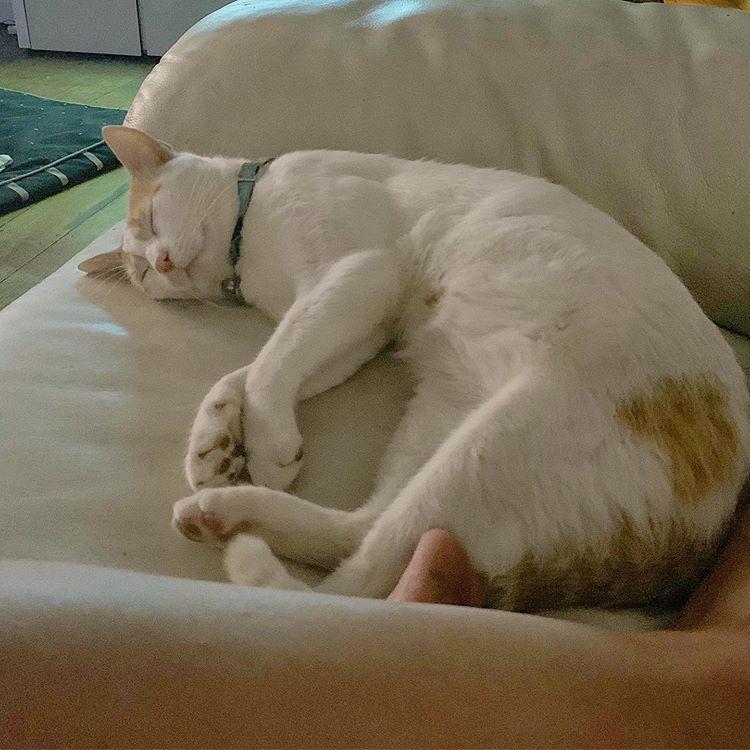 Cat AhN6mXcc3