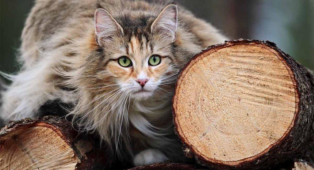 Cat AnSMHMGvb