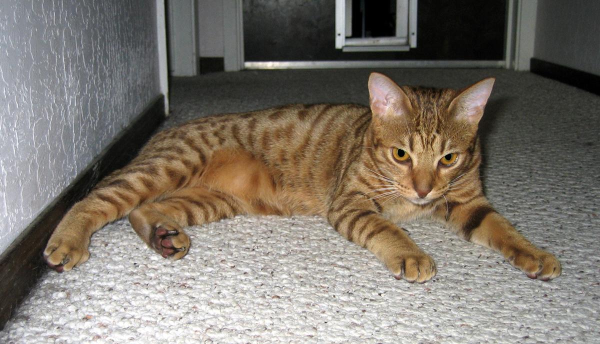 Cat B1ERTmgph