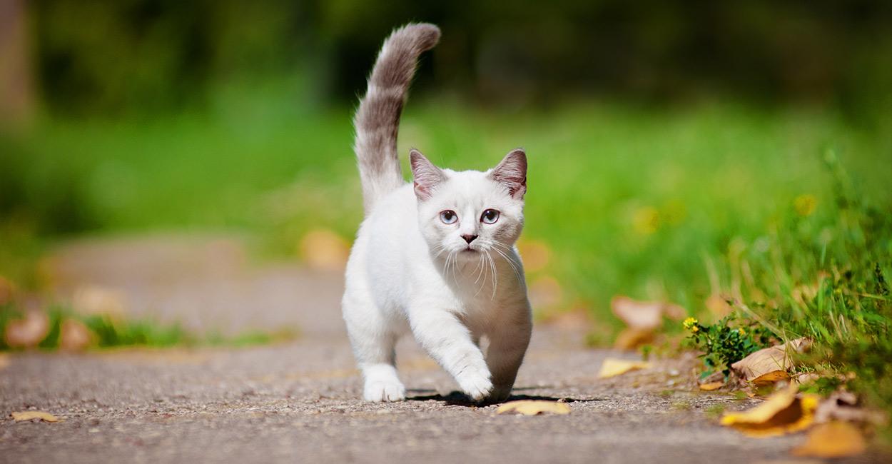 Cat B1dwPGuL0