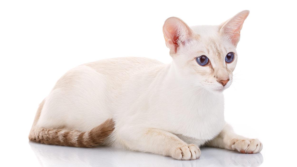 Cat BDMOZo668
