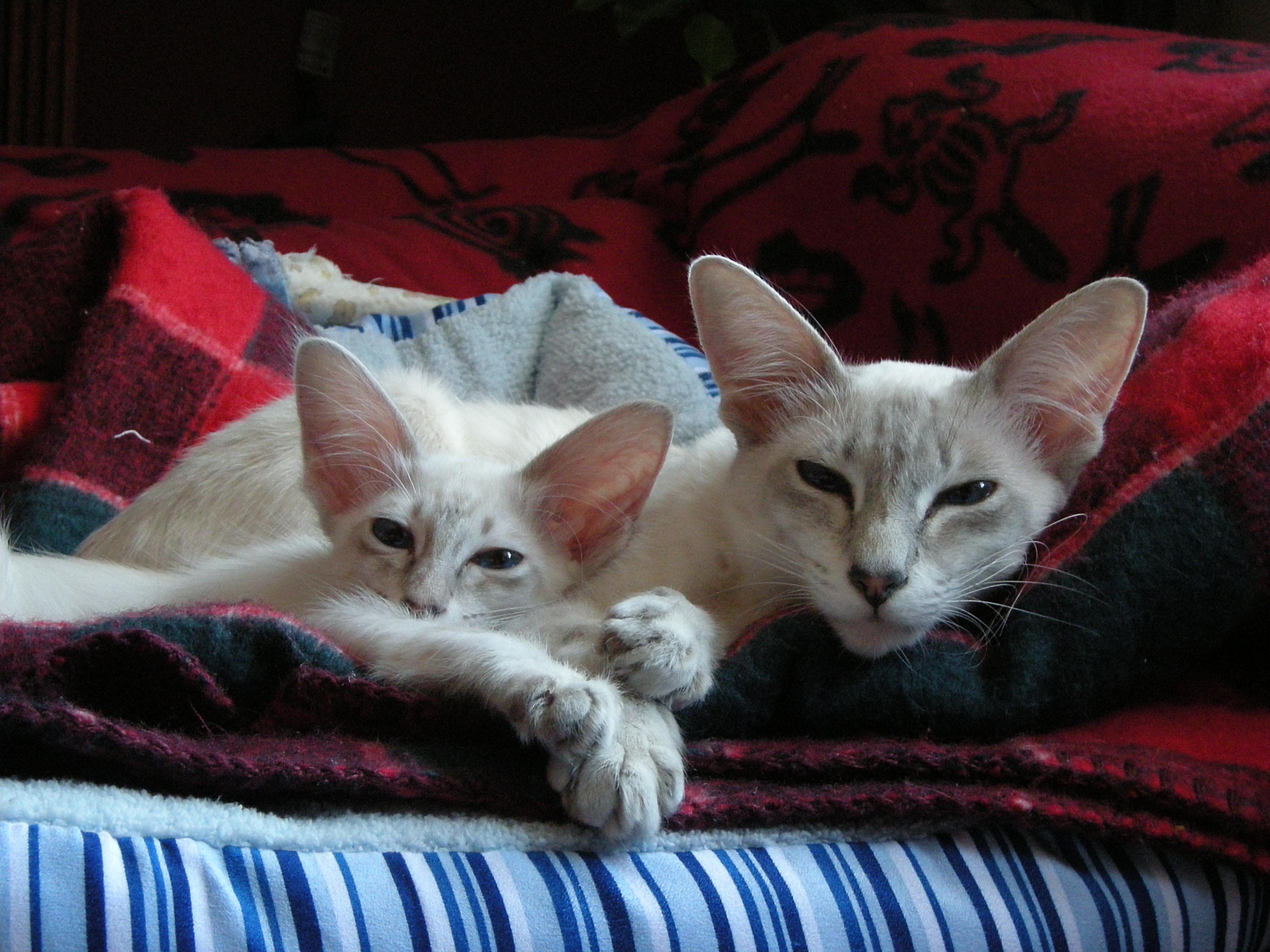 Cat BTiGuPOqW