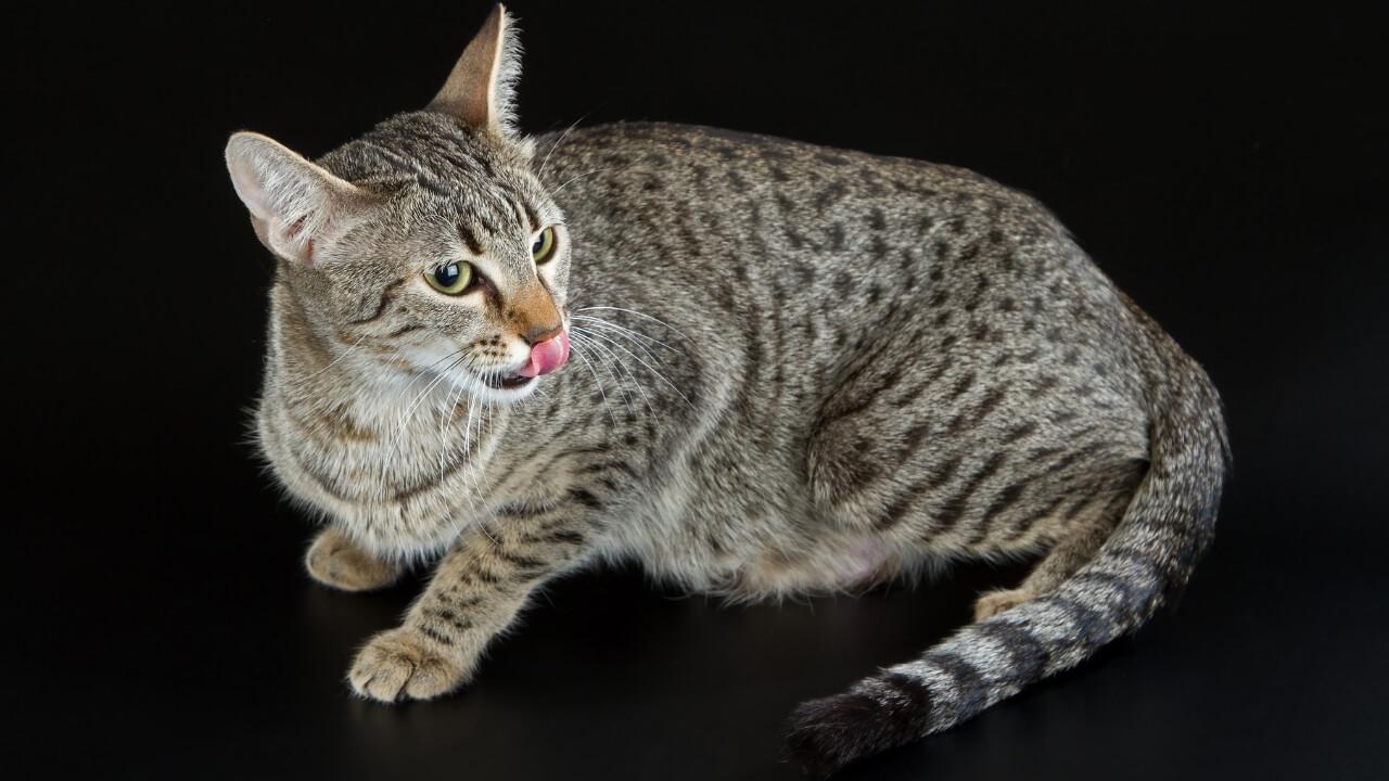 Cat BZ59tdOo6