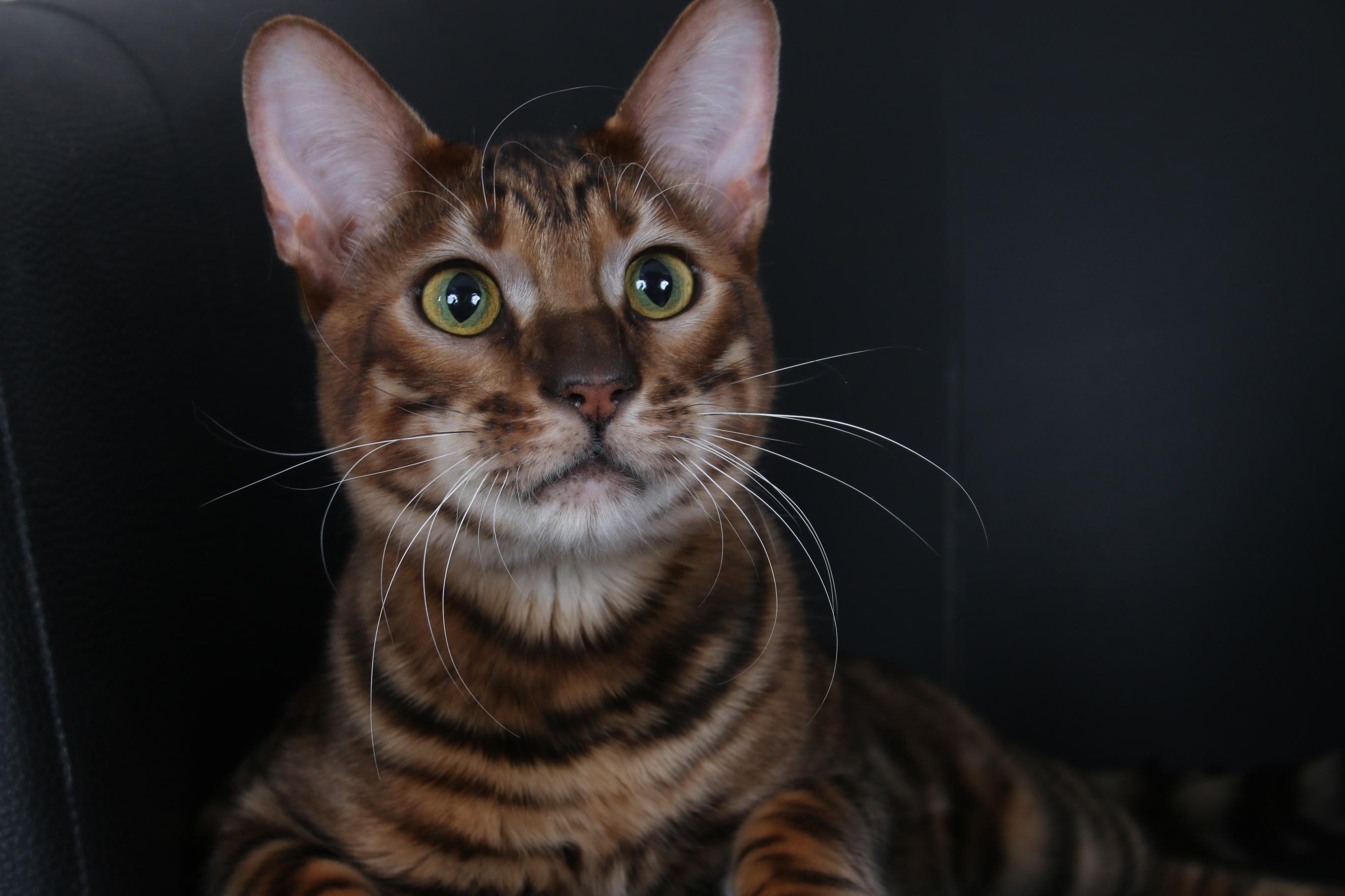 Cat Ba-qRZ_8n