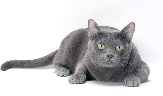 Cat BbsNPAeop