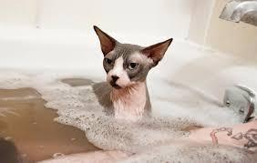 Cat BedvI_ovc
