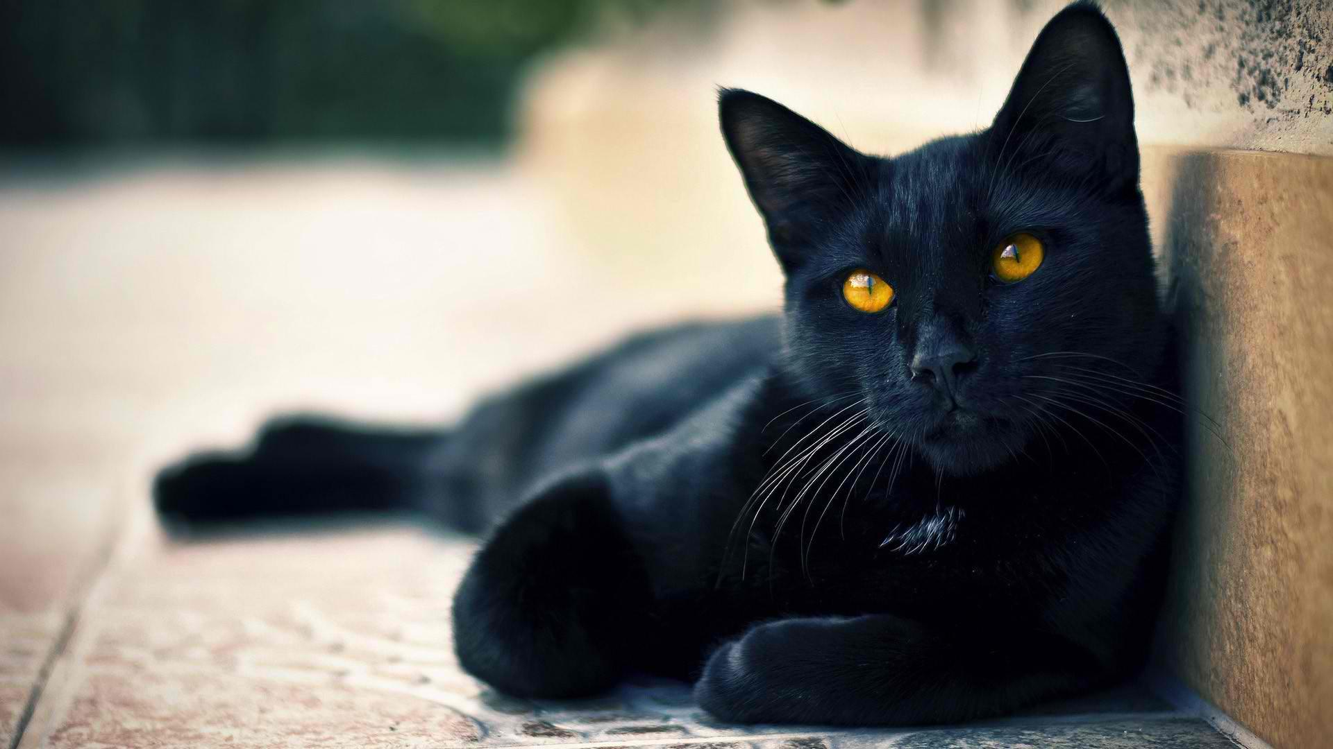 Cat BkksyH95Z