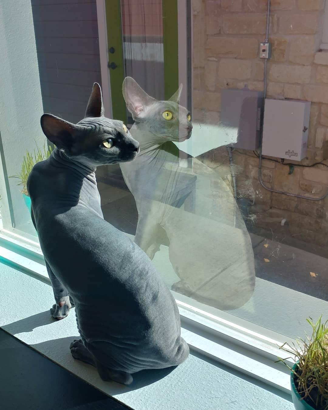 Cat Br8qCwbS9