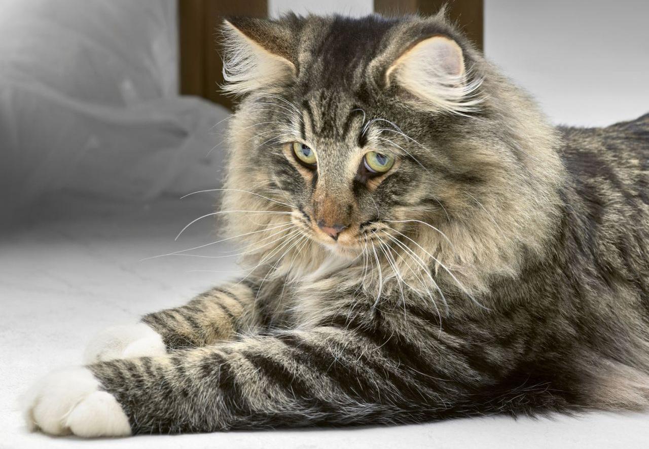 Cat BtoHr0-4b