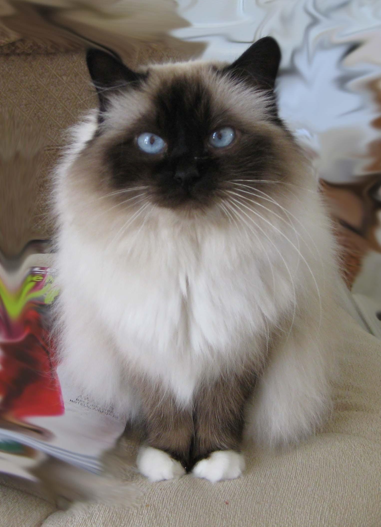Cat C0BNiXO0T