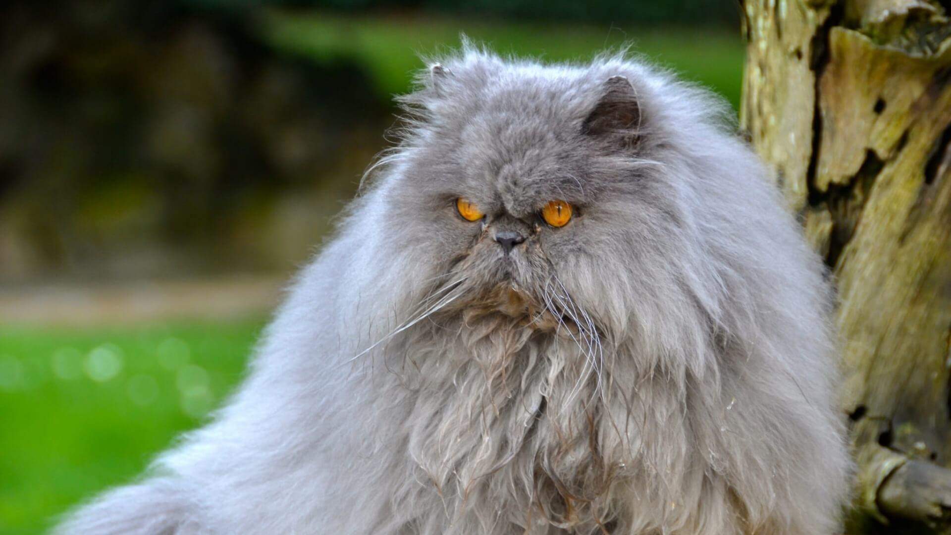 Cat C0YfrgcOD