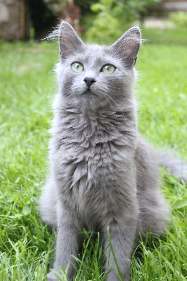 Cat C2JowzG1O