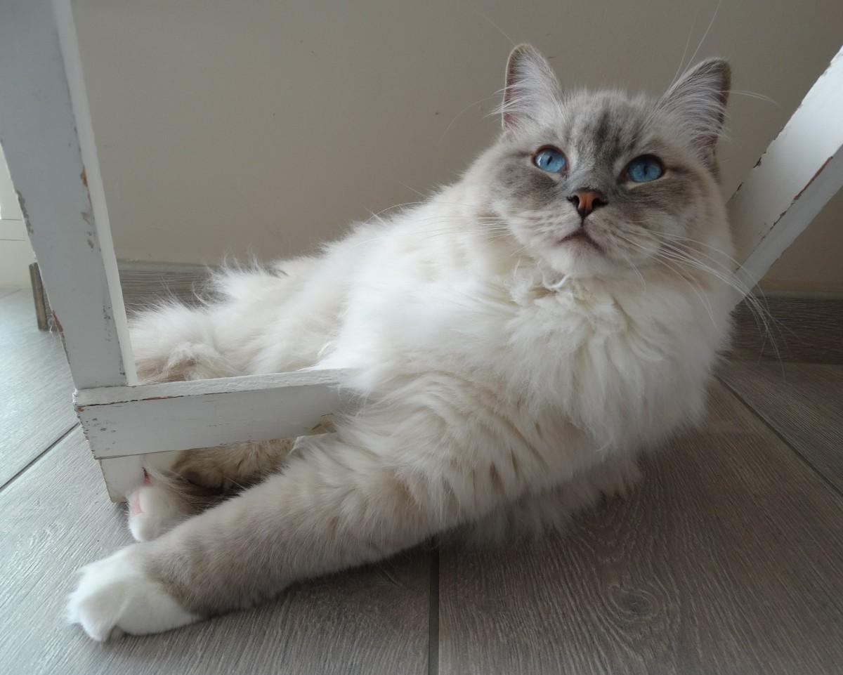 Cat CDhOtM-Ig