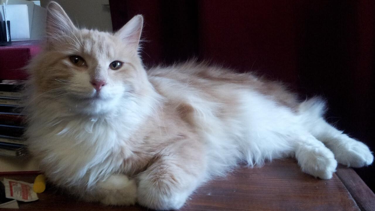Cat CKVhCI0bz