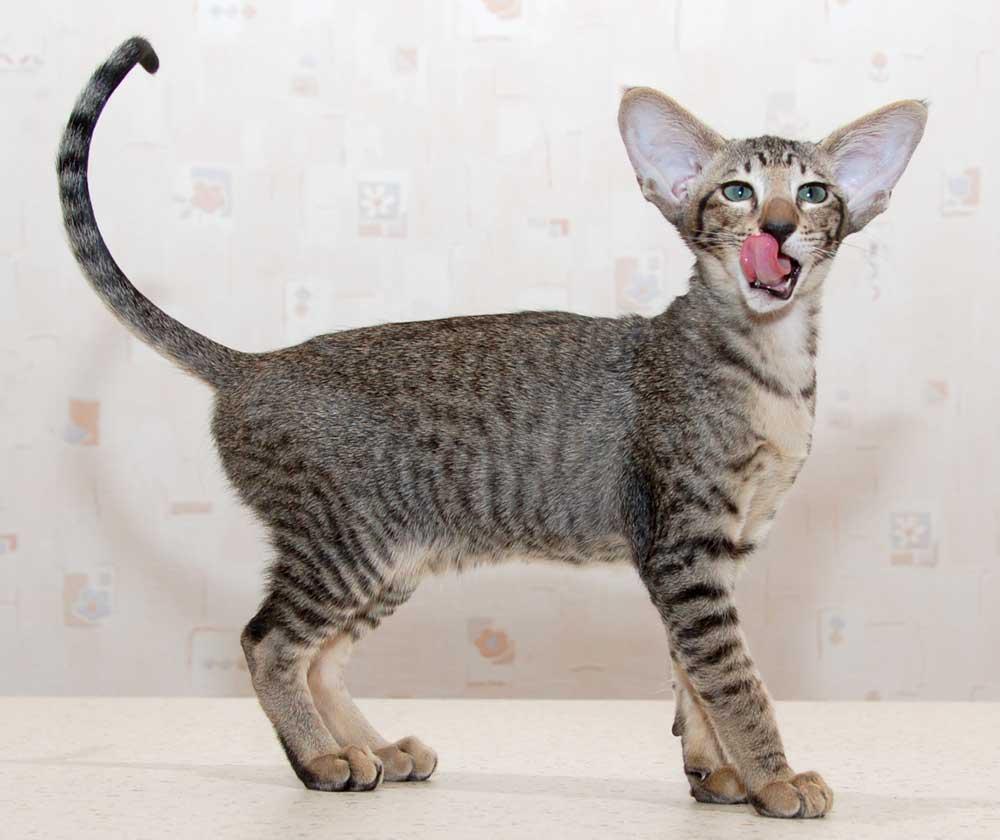 Cat CQGI7O47l