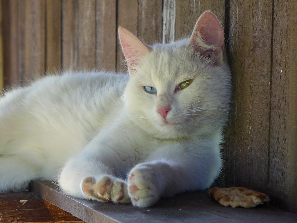 Cat Co5BH7YZT