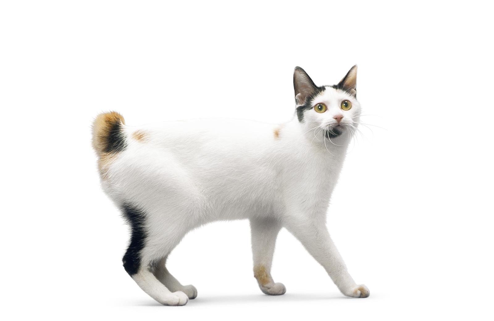 Cat CrZtoDsgj