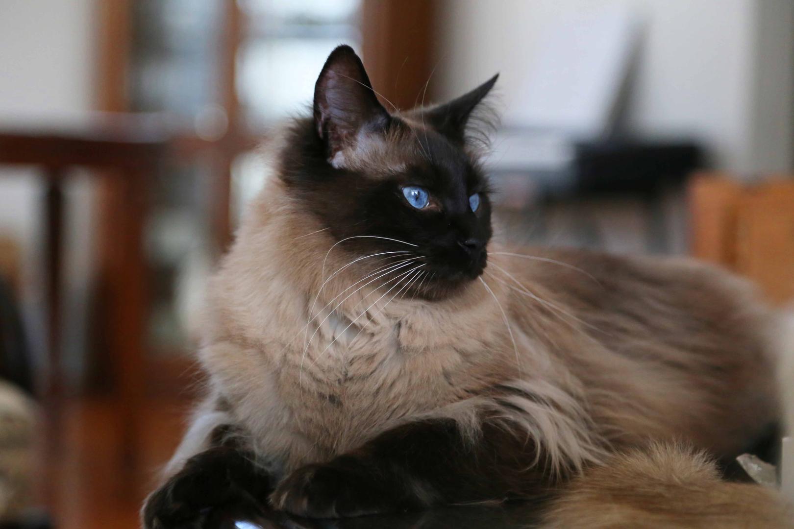 Cat CvhOrd3S_