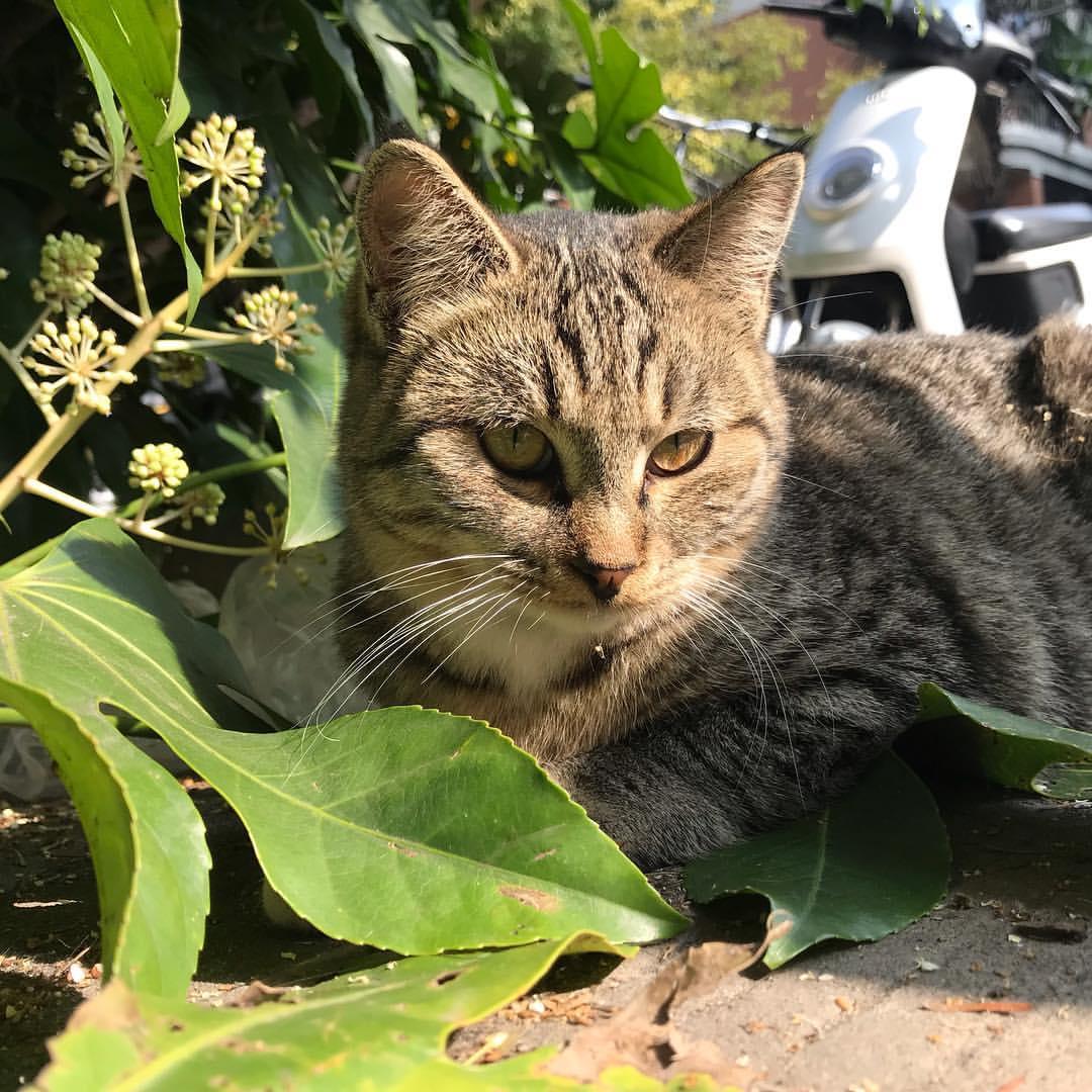 Cat DUxU01IY5