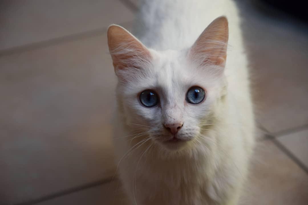 Cat DYOqsRy9f