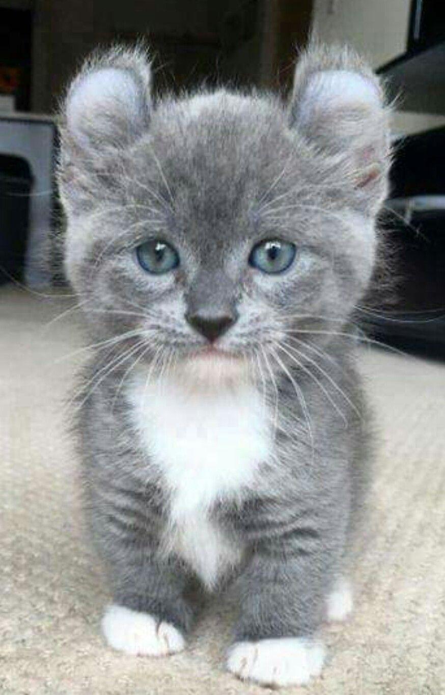Cat DZba-eH_4
