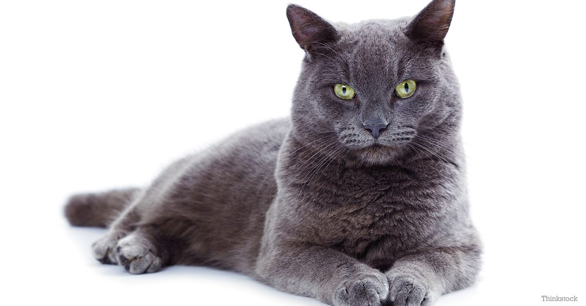 Cat DbwiefiaY