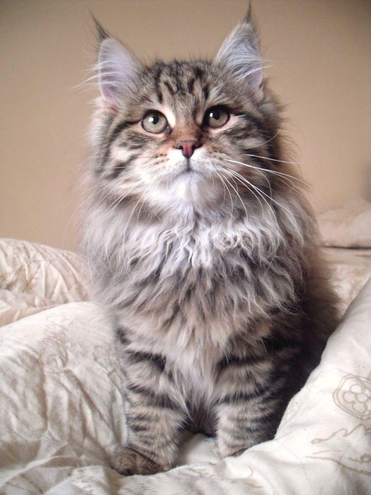 Cat Dqtad3dGZ