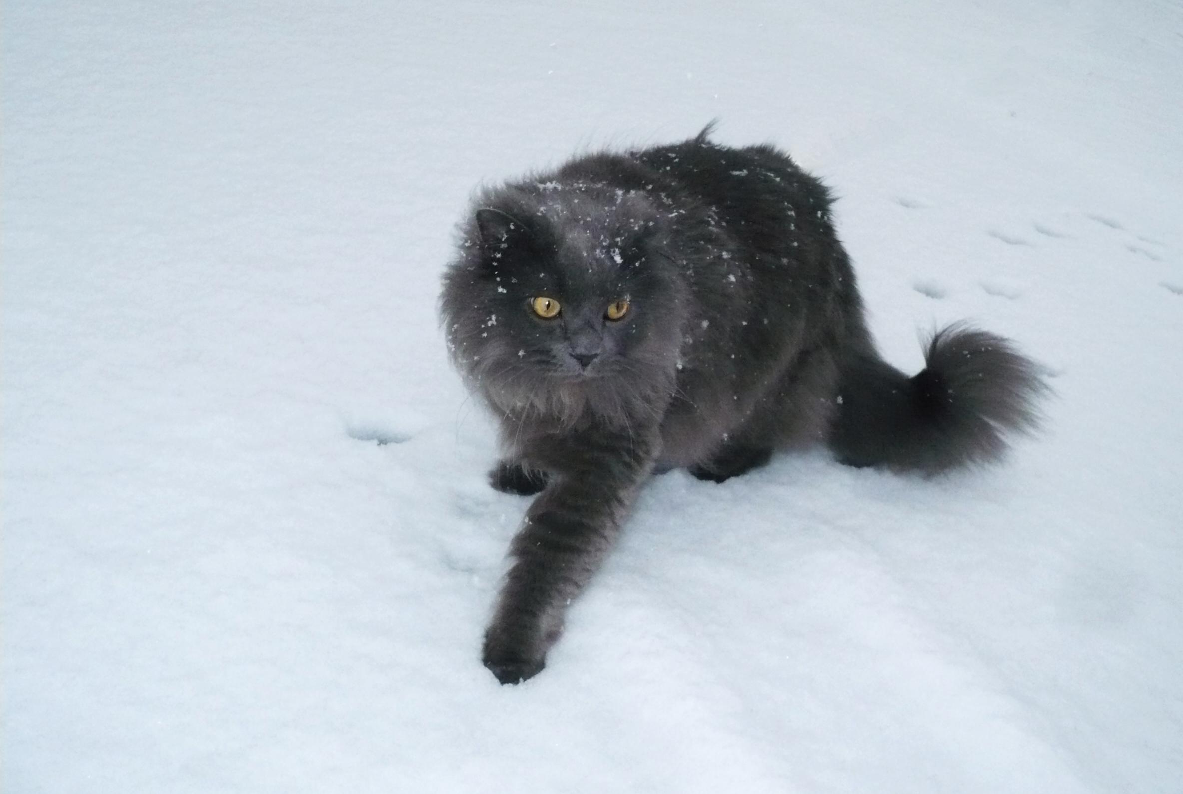 Cat E4j4aBDx9