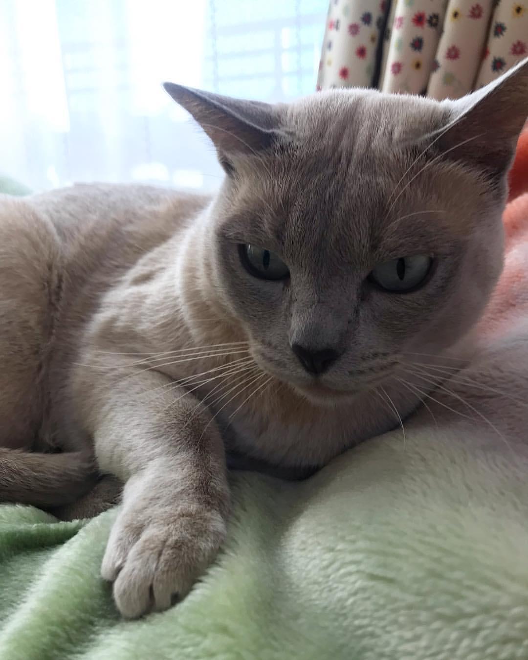 Cat ECqe13G5B