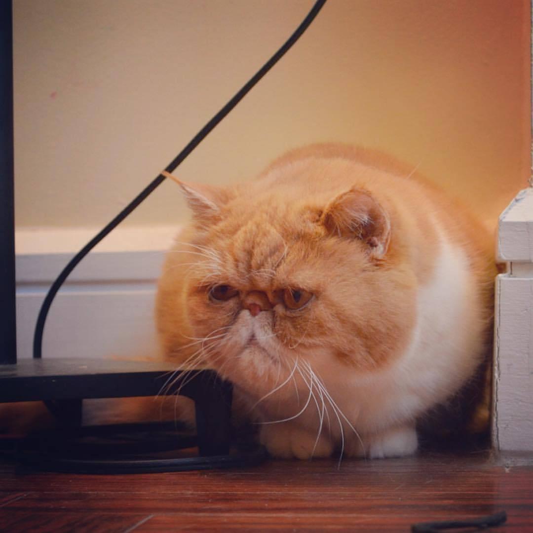 Cat EEf-L2ubj