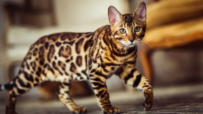 Cat EhOq2RbaI