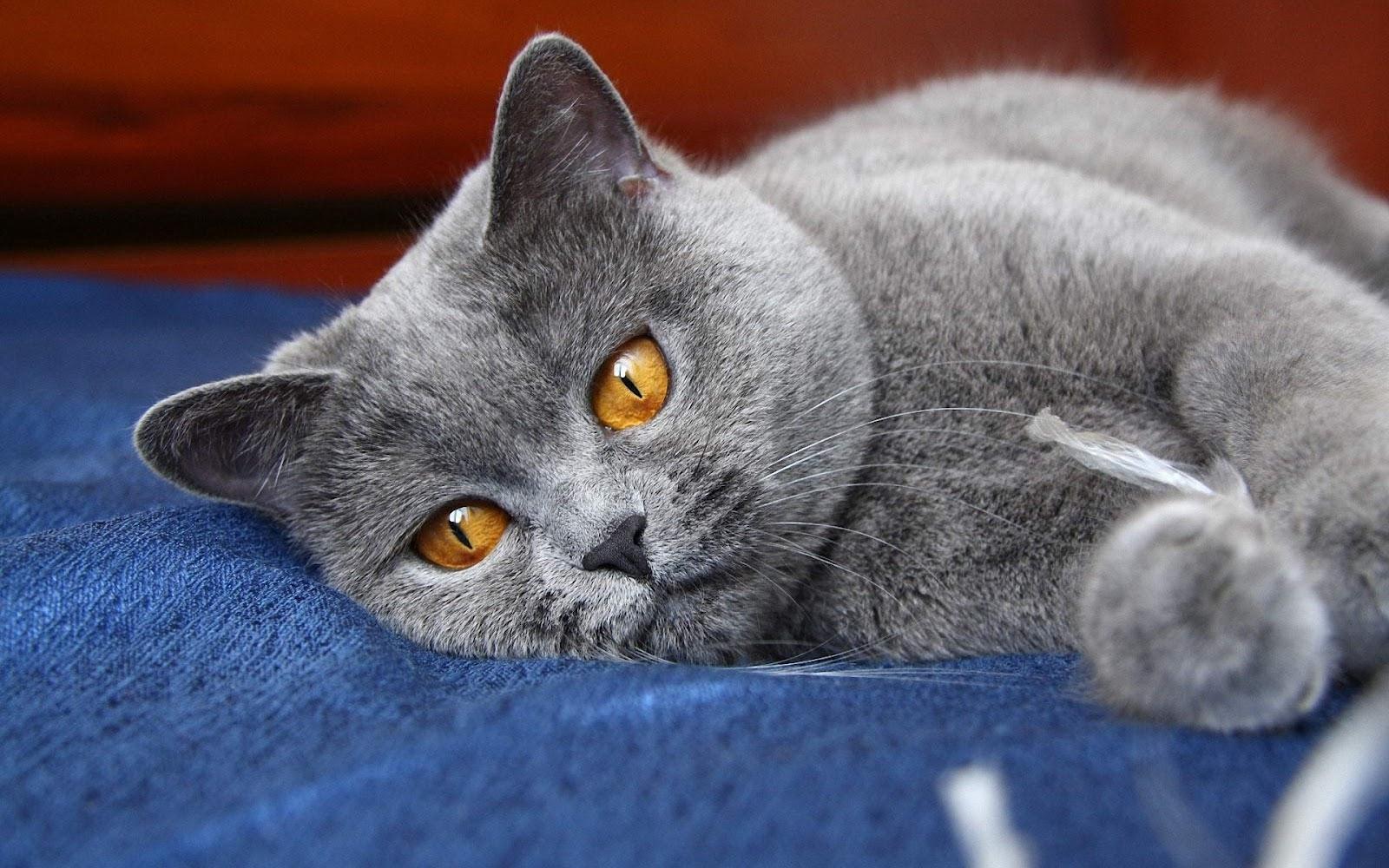 Cat ErPMMvcv2