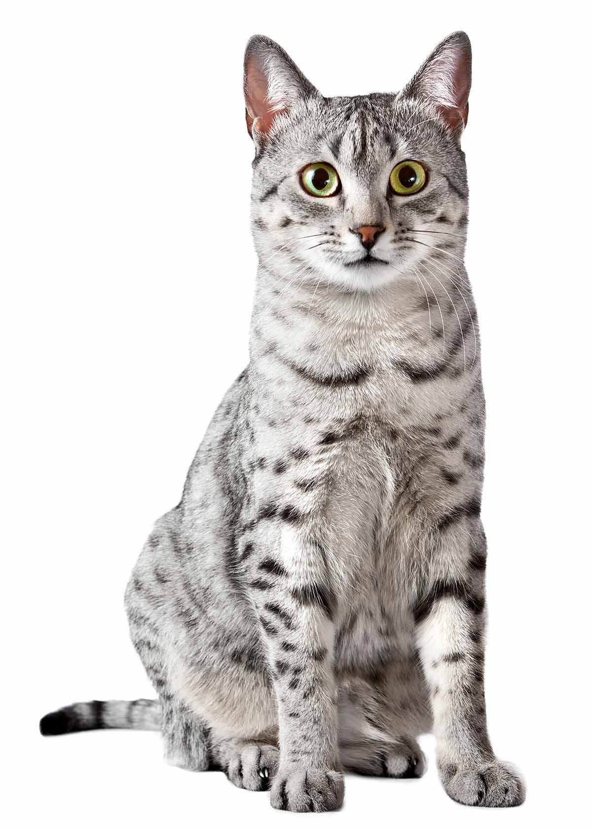 Cat EzYYrmFp7