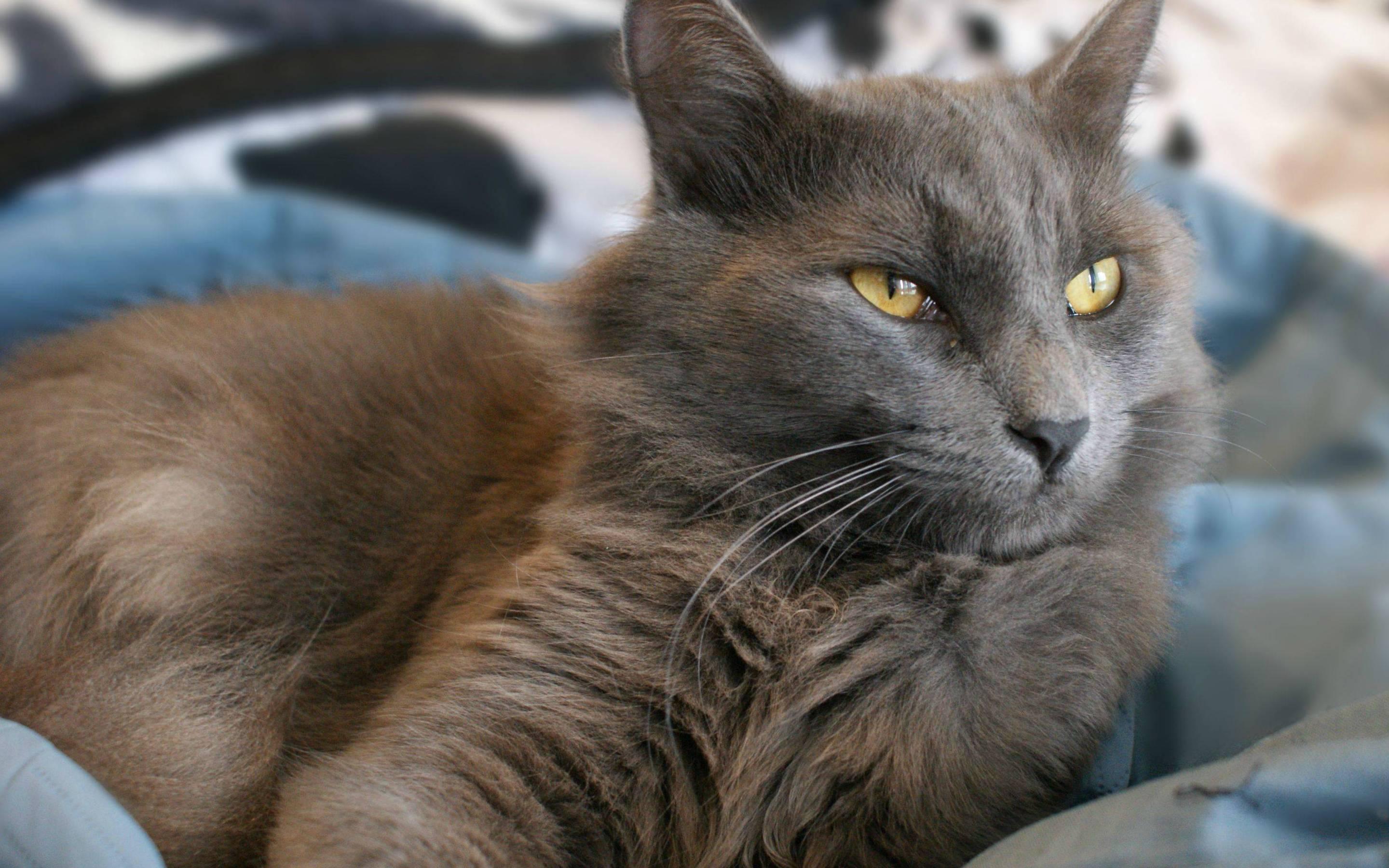 Cat FTd8l4EXq