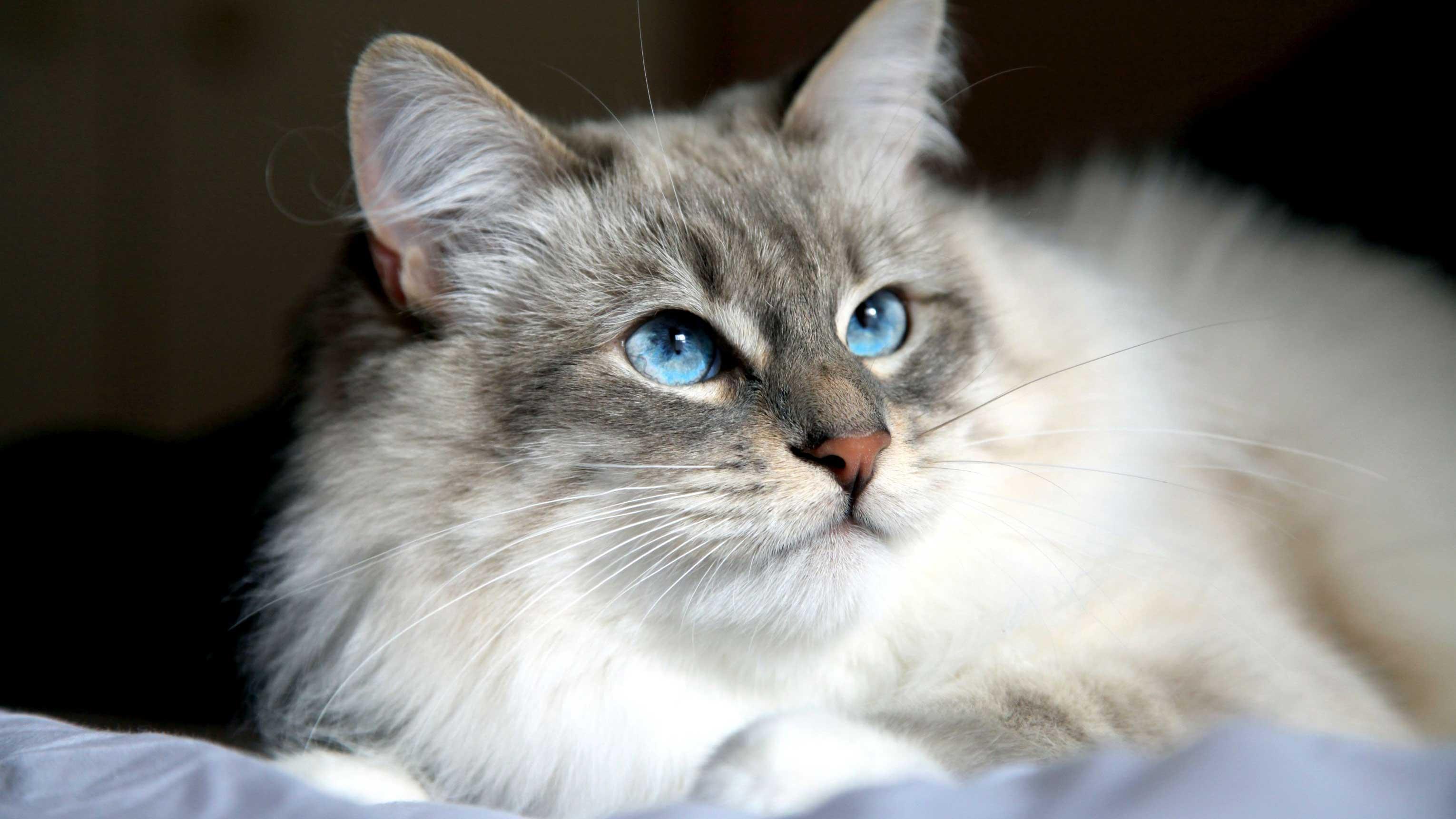Cat FUJOW3SIi