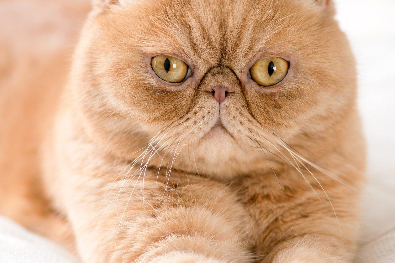 Cat FZpeiLi4n
