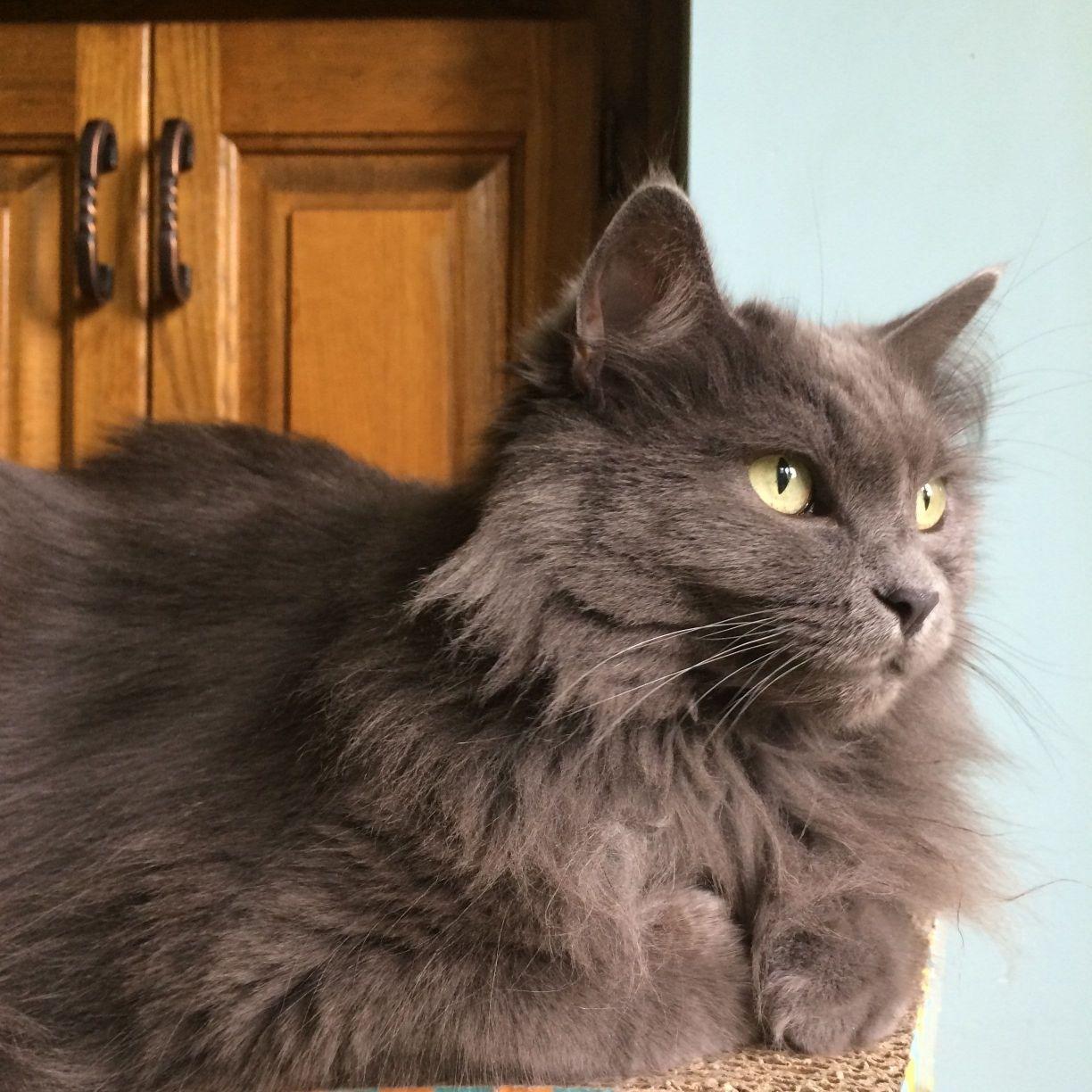 Cat Fb9fWJuJq