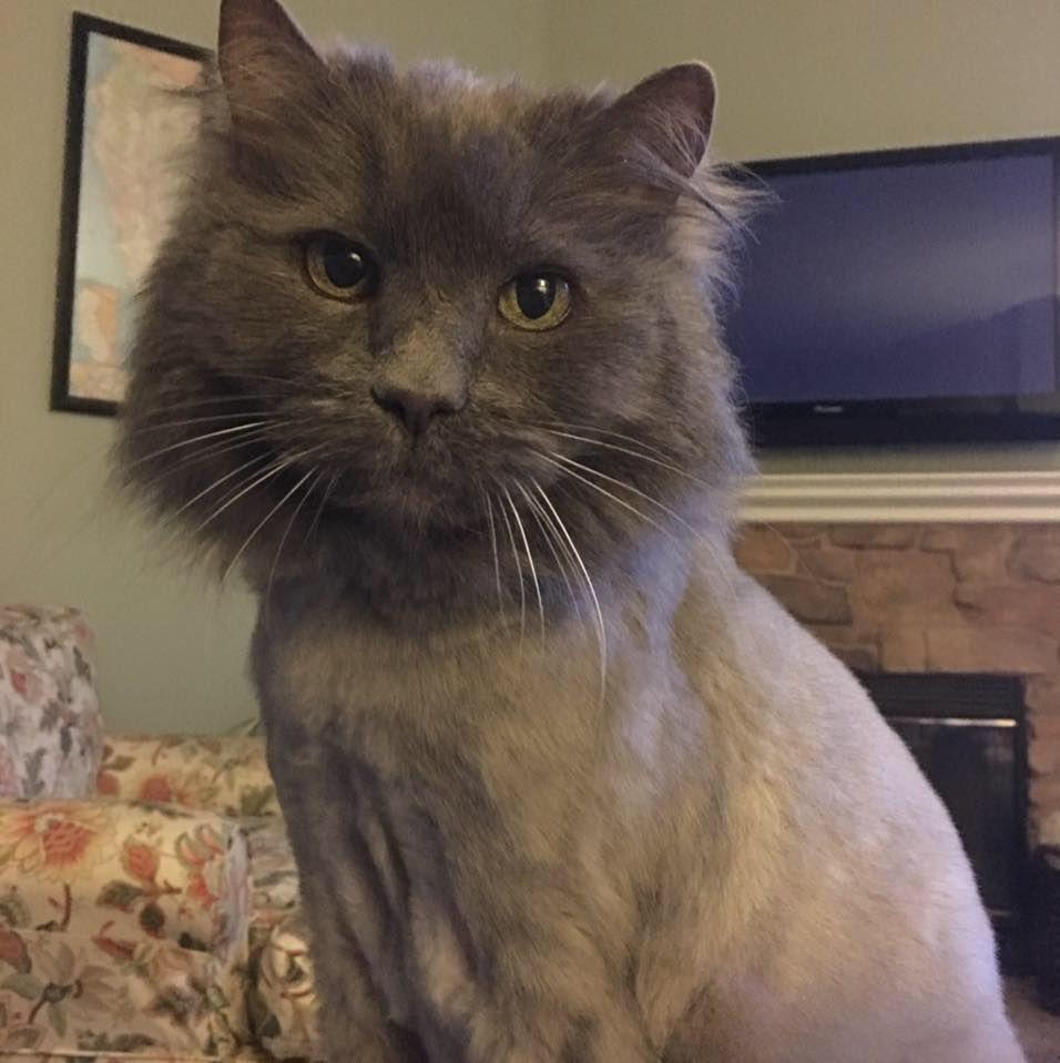 Cat FotU1pOJT