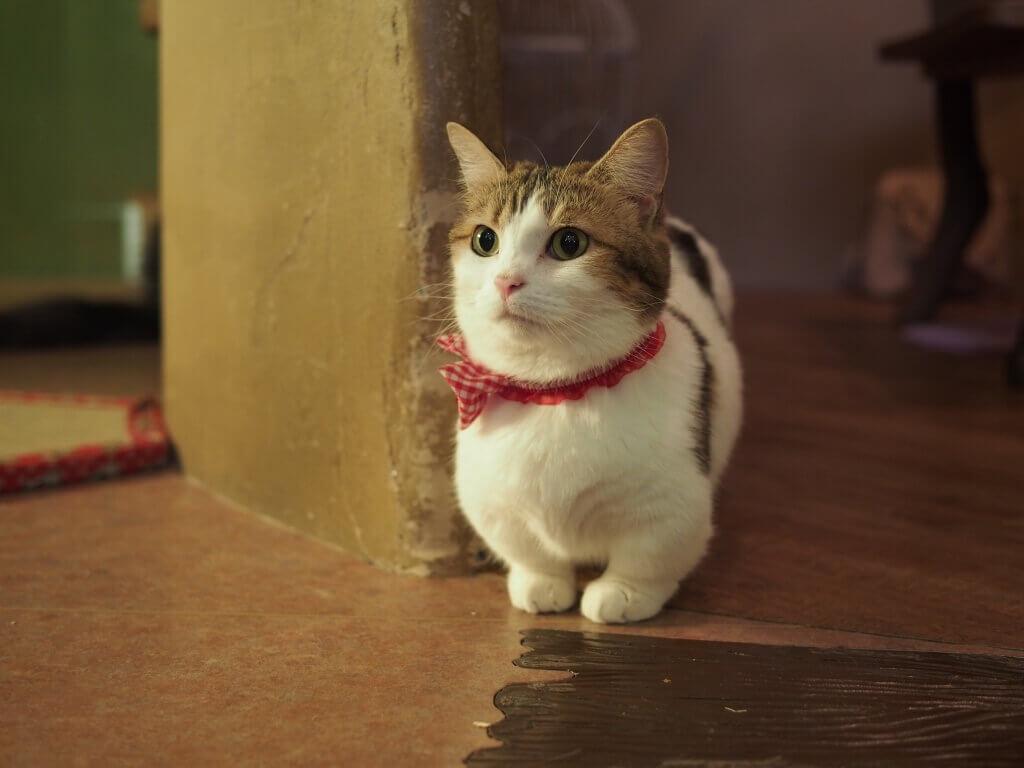 Cat G0JPLrMFg