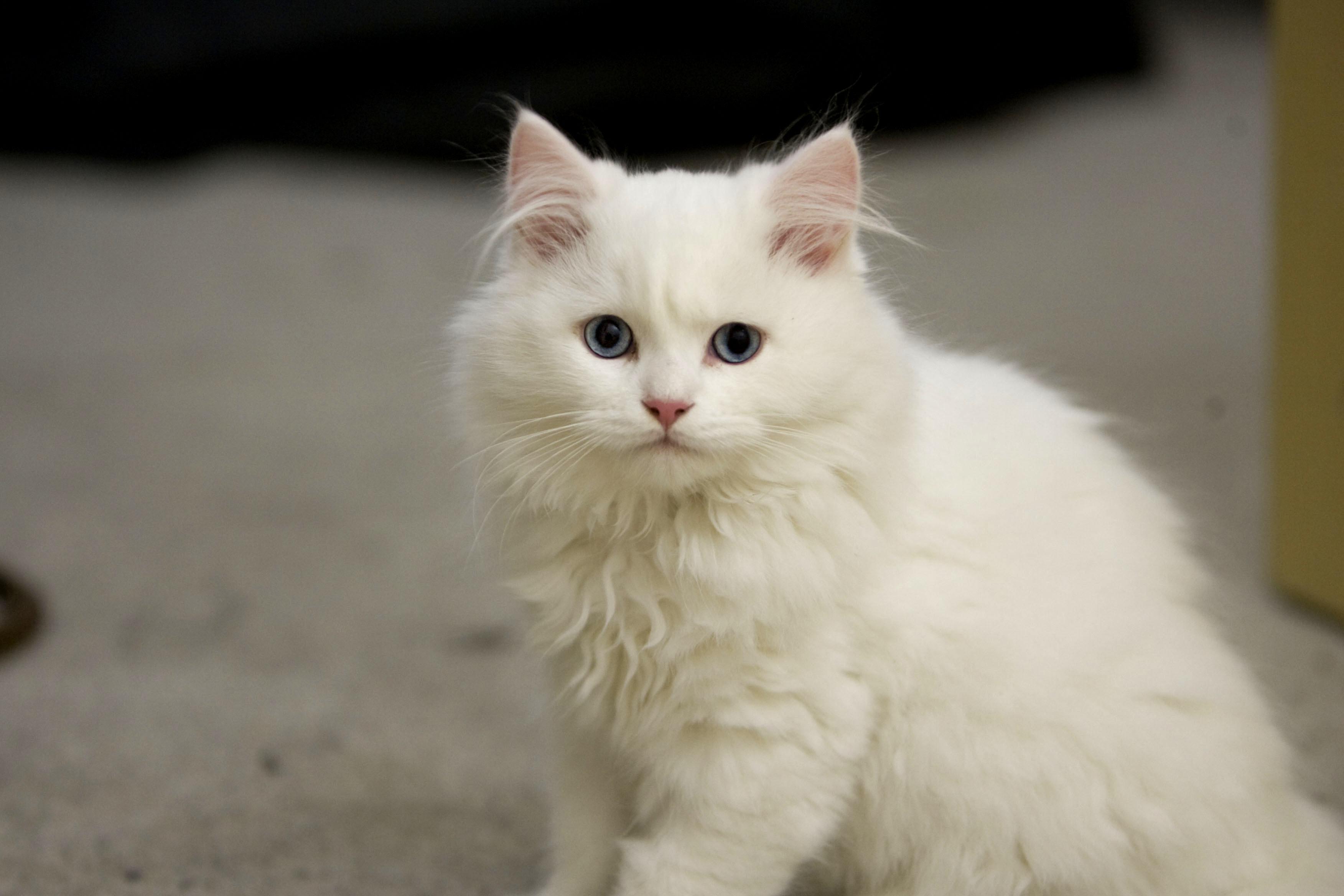 Cat GQ61BDToD