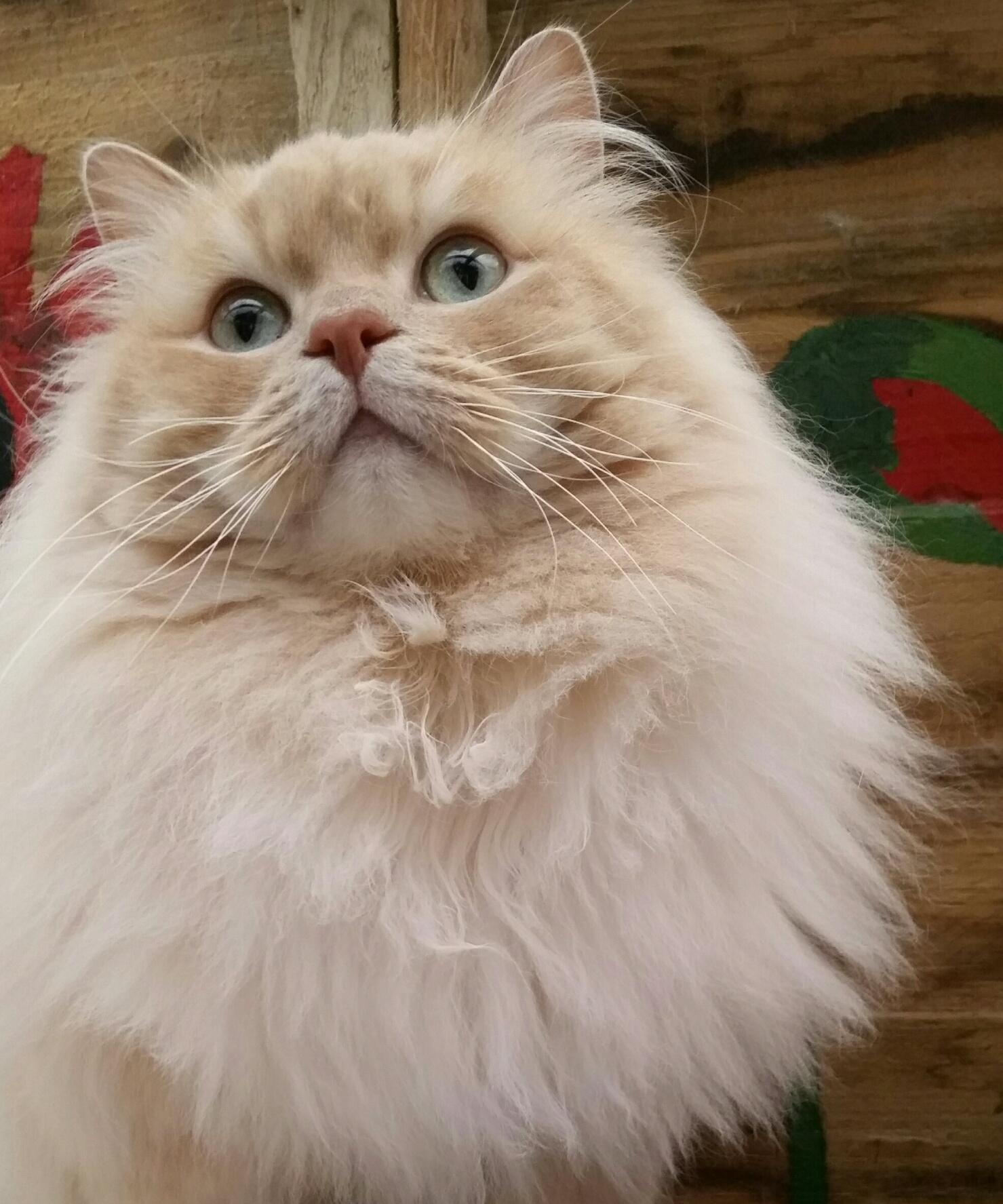 Cat GcZbVDVi8