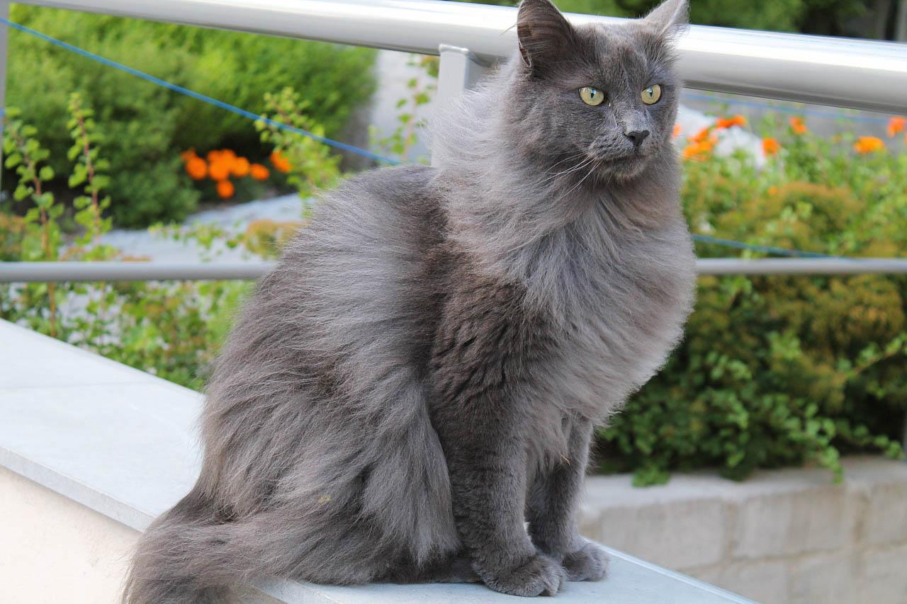 Cat GwRBXx7-w