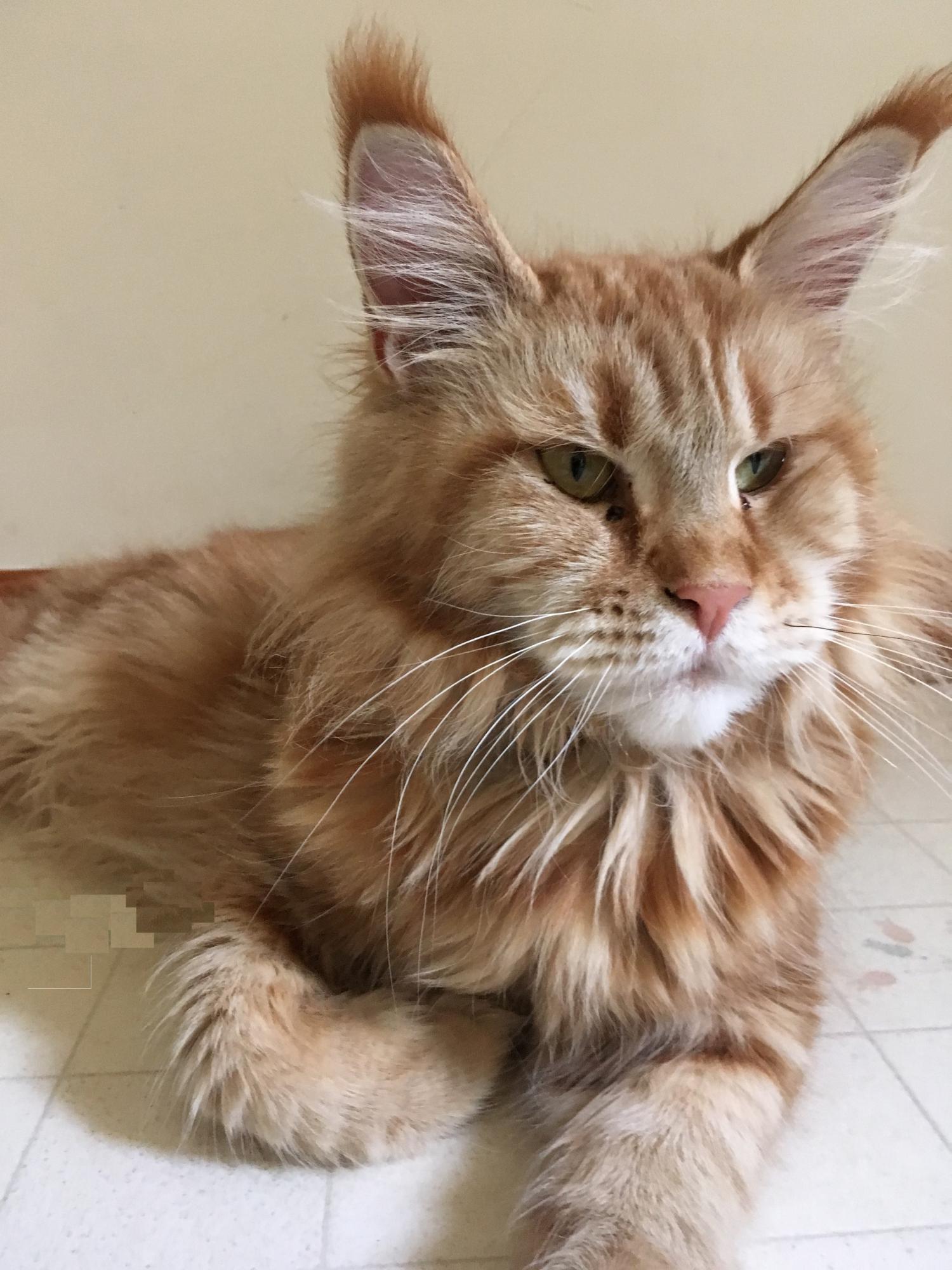 Cat HD4lZB6BI