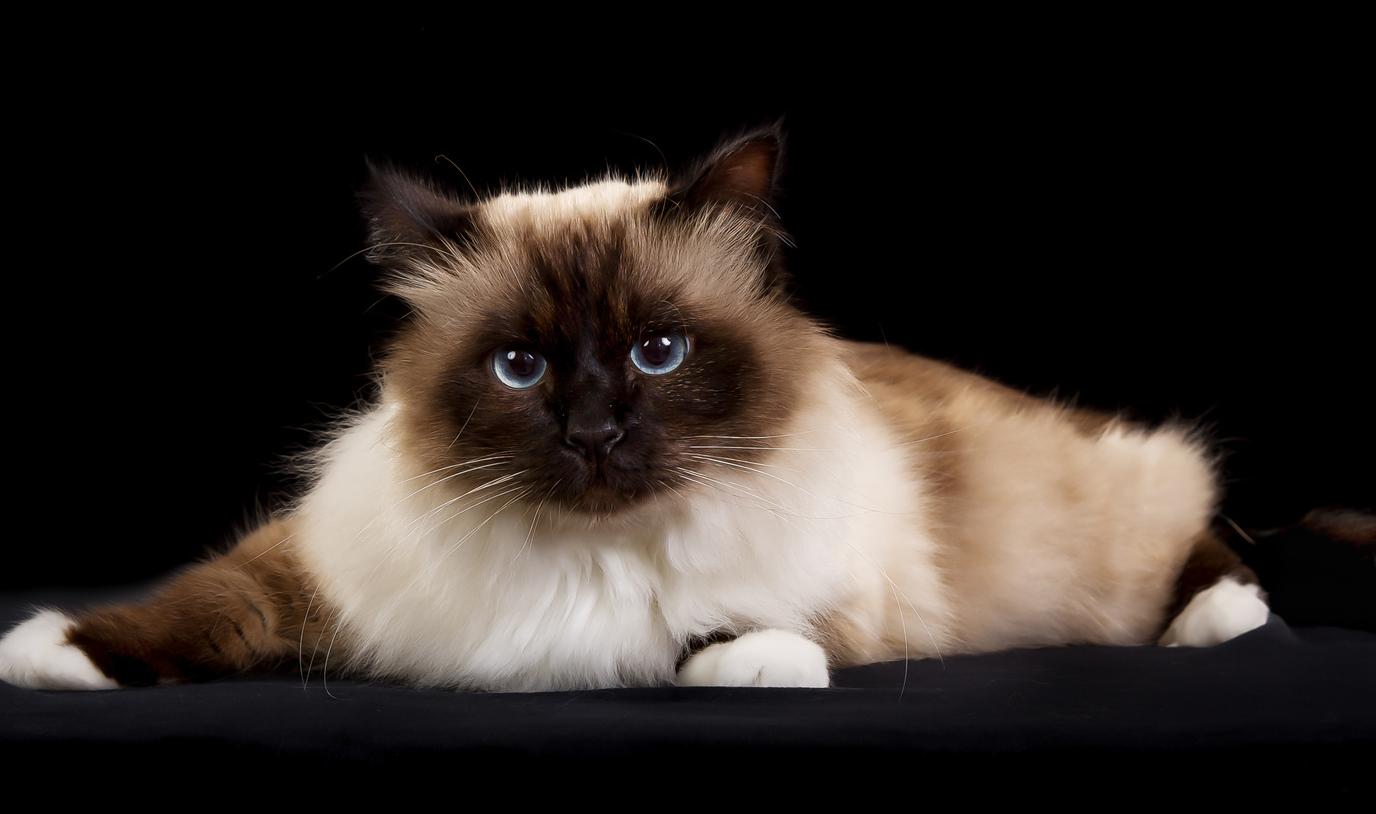 Cat HOrX5gwLS