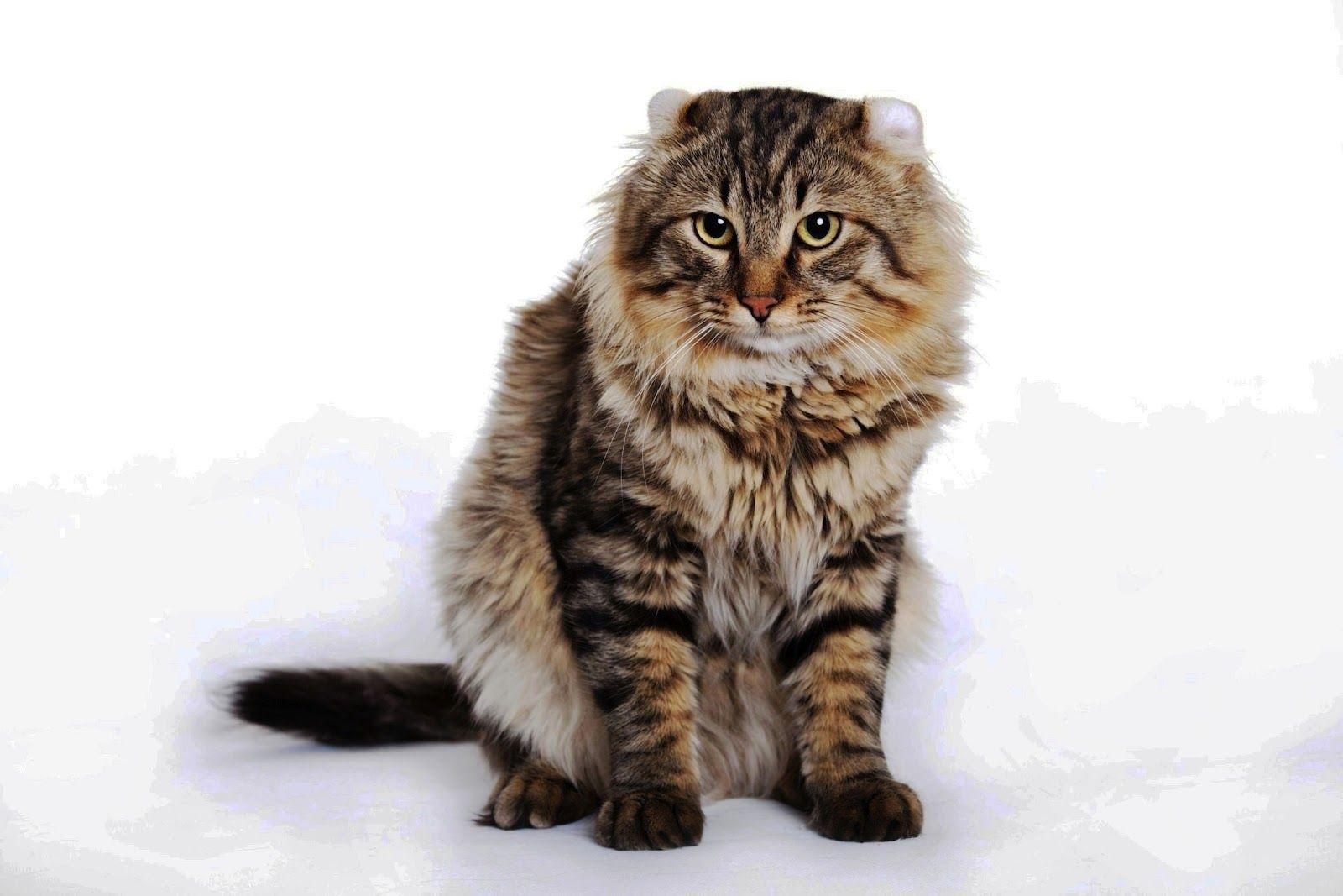 Cat HVP1wfZF0