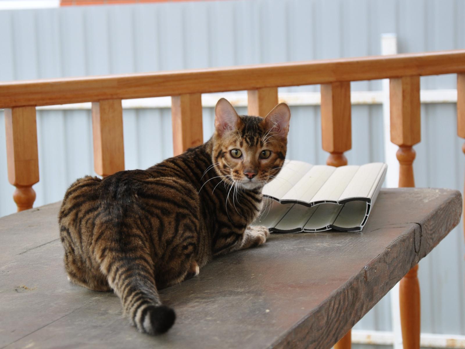 Cat HW1MGAuGL