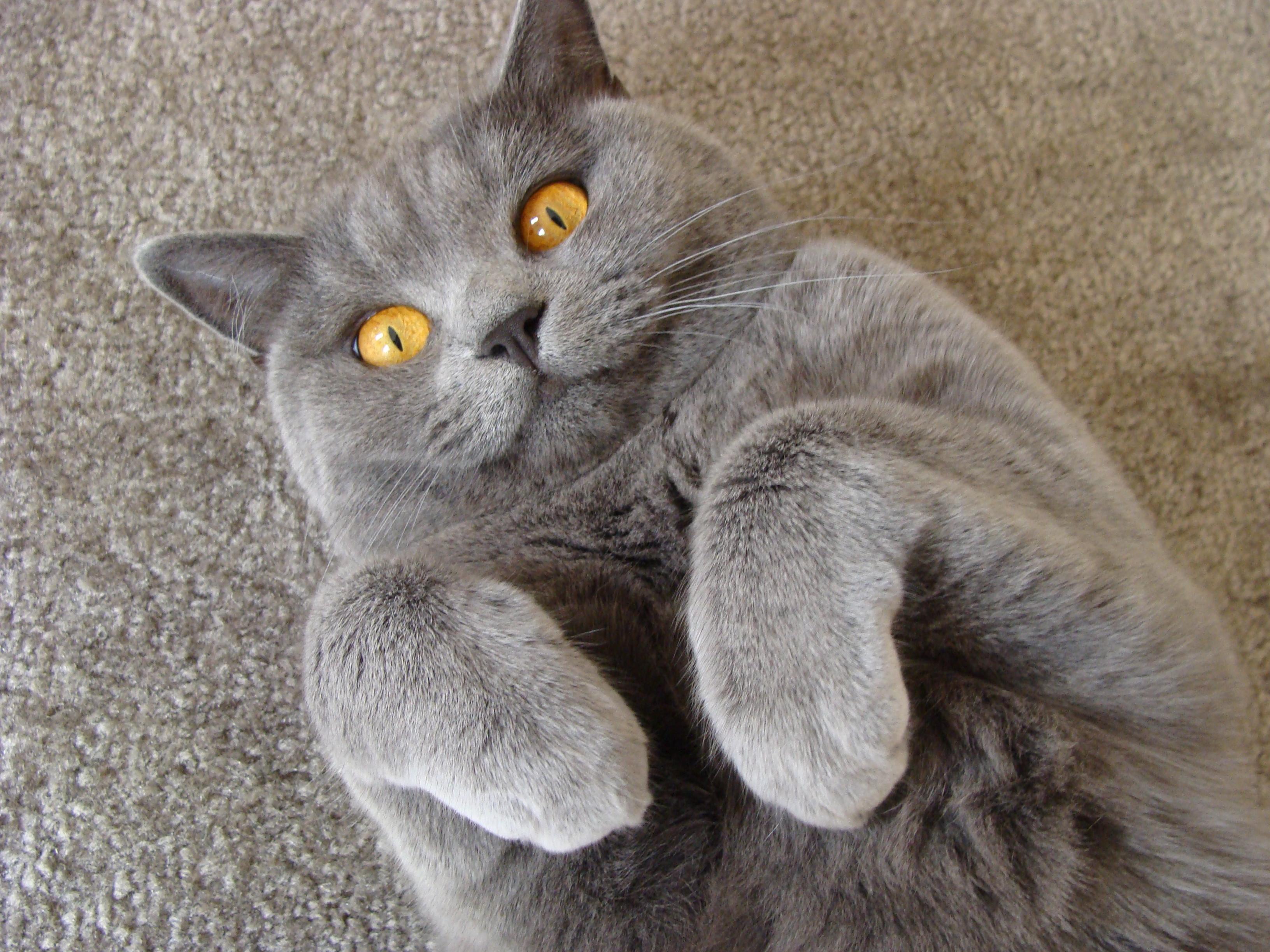 Cat HYTJQgs2M