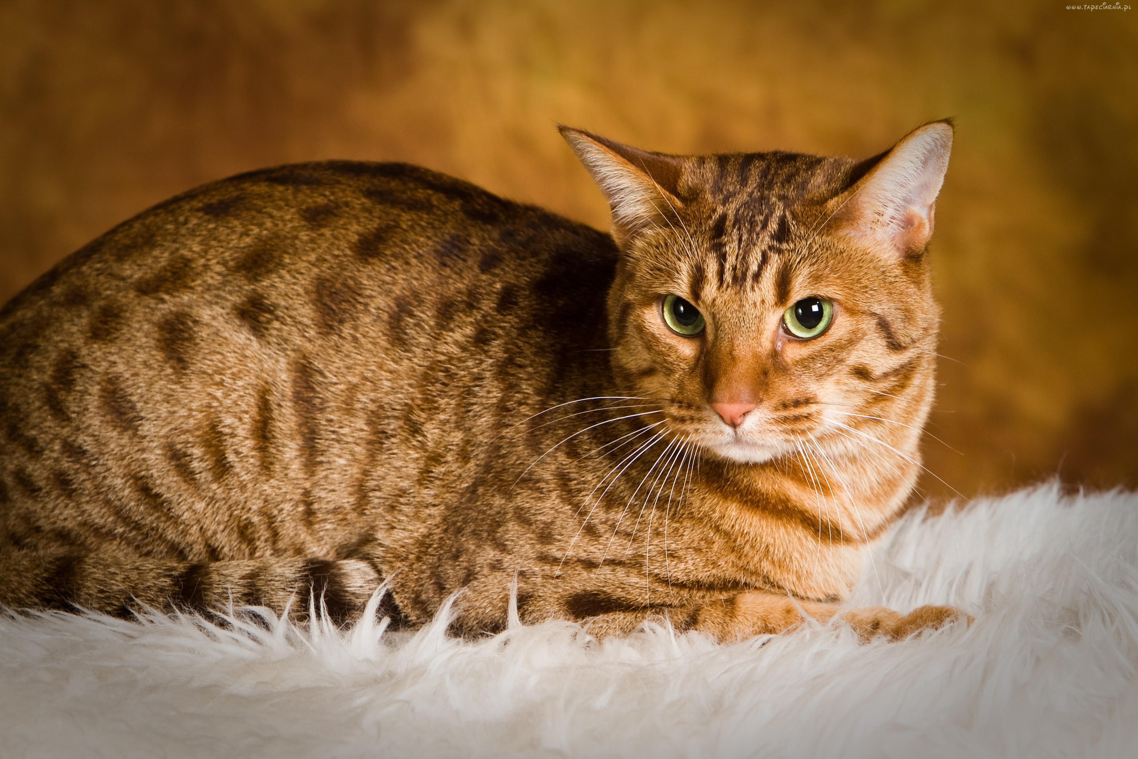 Cat HksHrR8-9